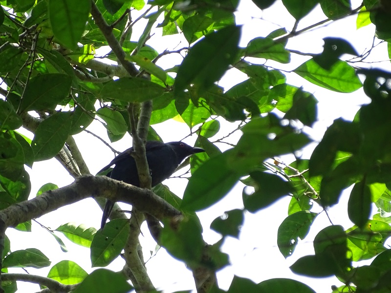 Asian fairy bluebird (Irena puella puella) female
