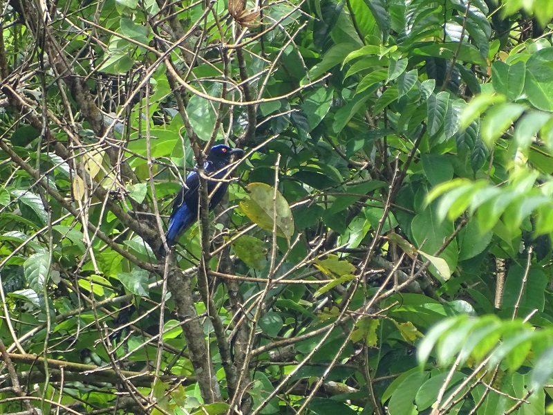 Asian fairy bluebird (Irena puella puella)