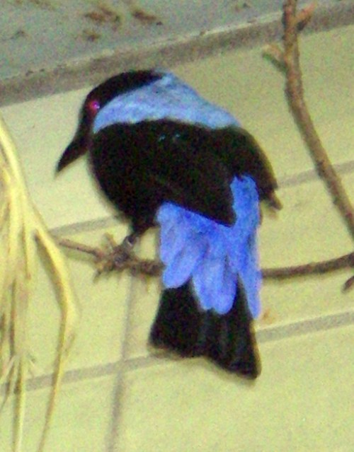 Asian Fairy Bluebird (Irena puella)