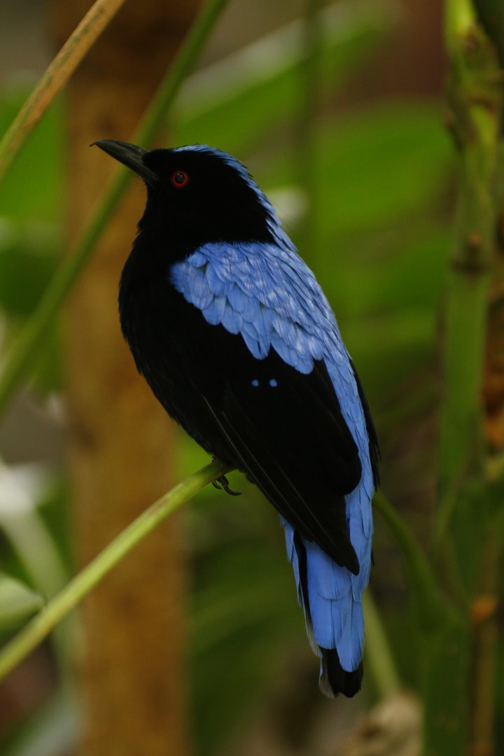 Asian Fairy-bluebird (Irena puella)
