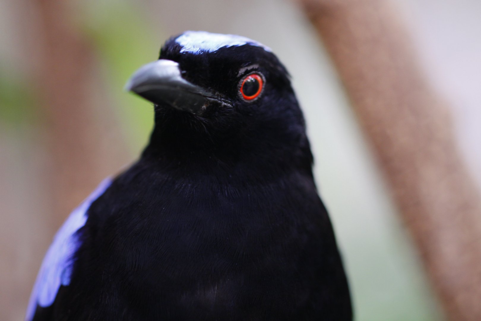 Asian fairy-bluebird (Irena puella)