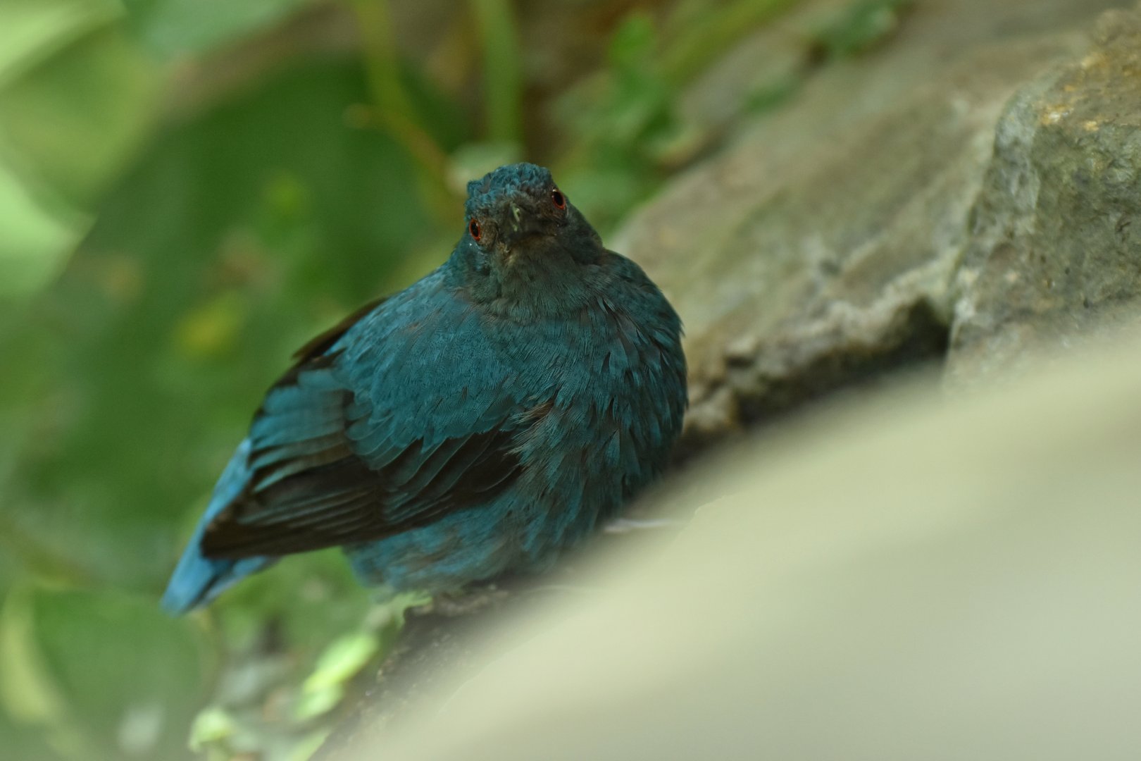 Asian Fairy-bluebird (Irena puella)