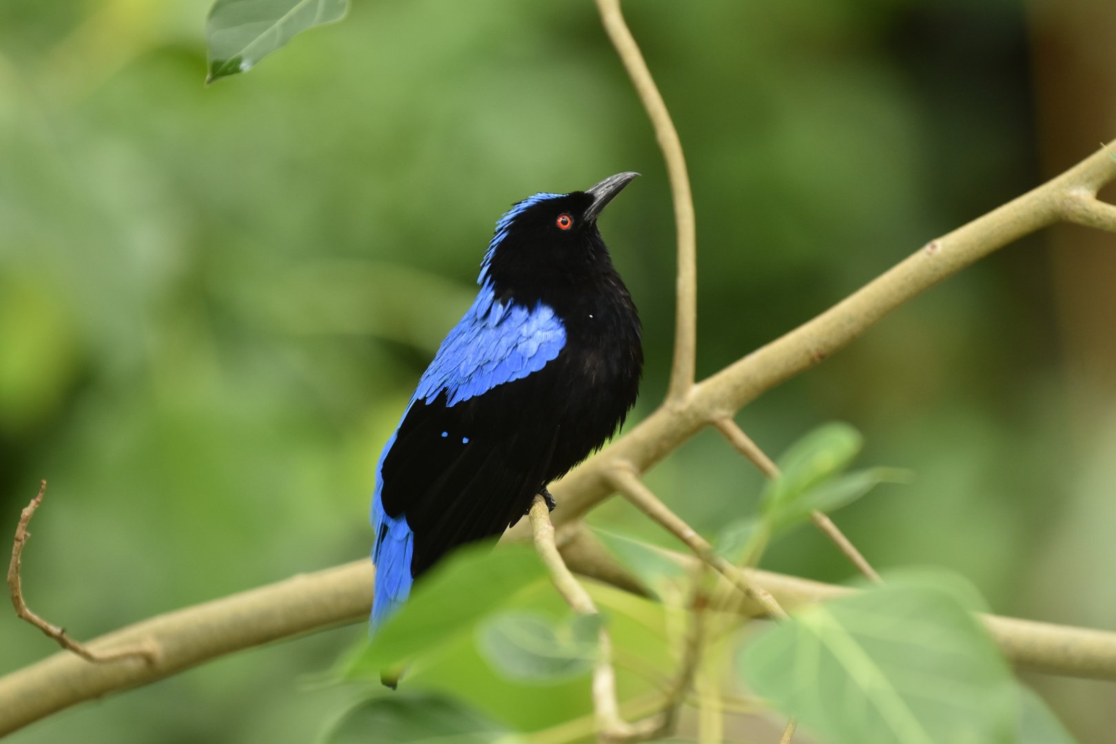 Asian Fairy-bluebird Irena puella