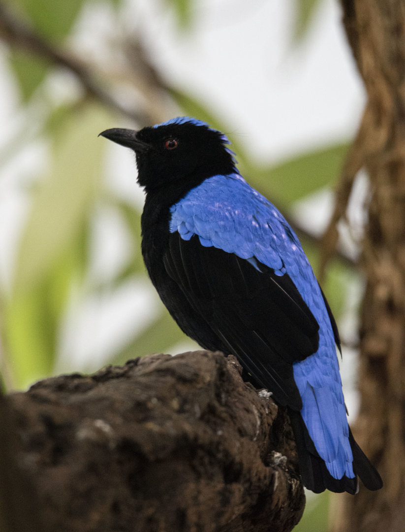 Asian Fairy-bluebird (Irena puella)