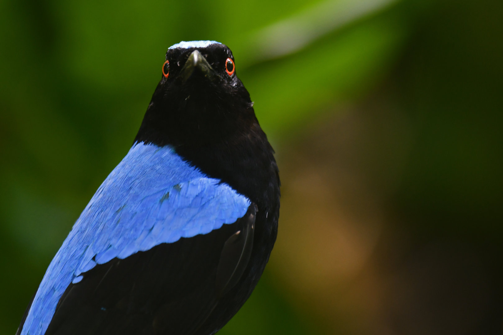 Asian Fairy-bluebird Irena puella