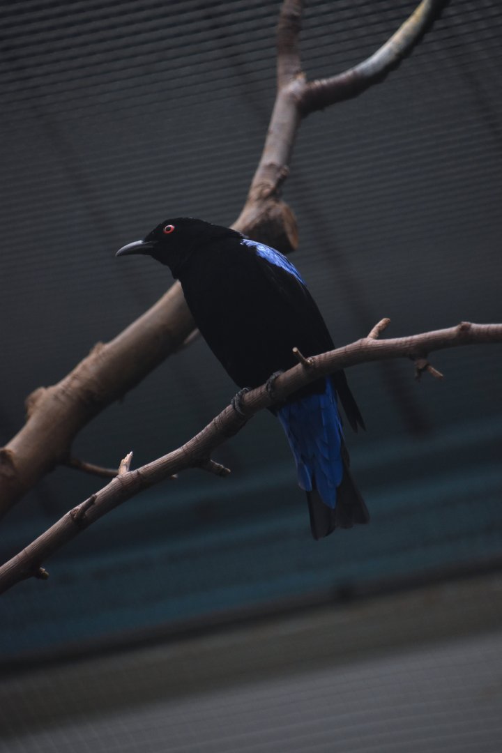 Asian fairy bluebird, Irena puella