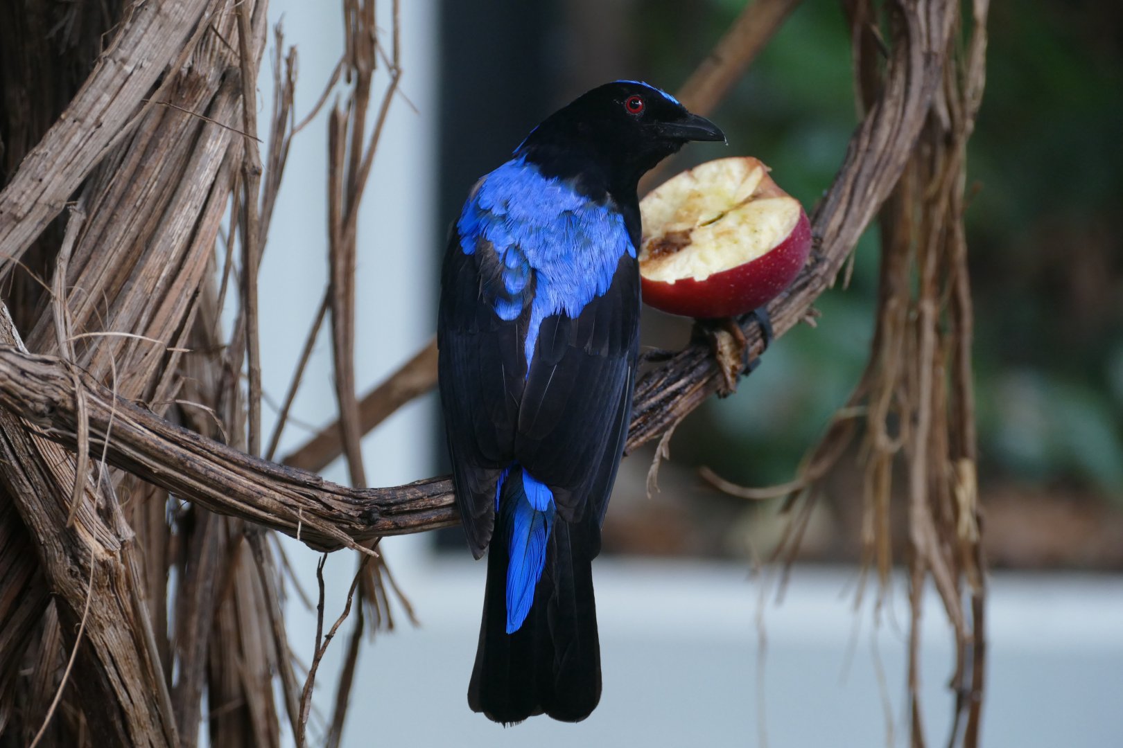 Asian fairy-bluebird (Irena puella)