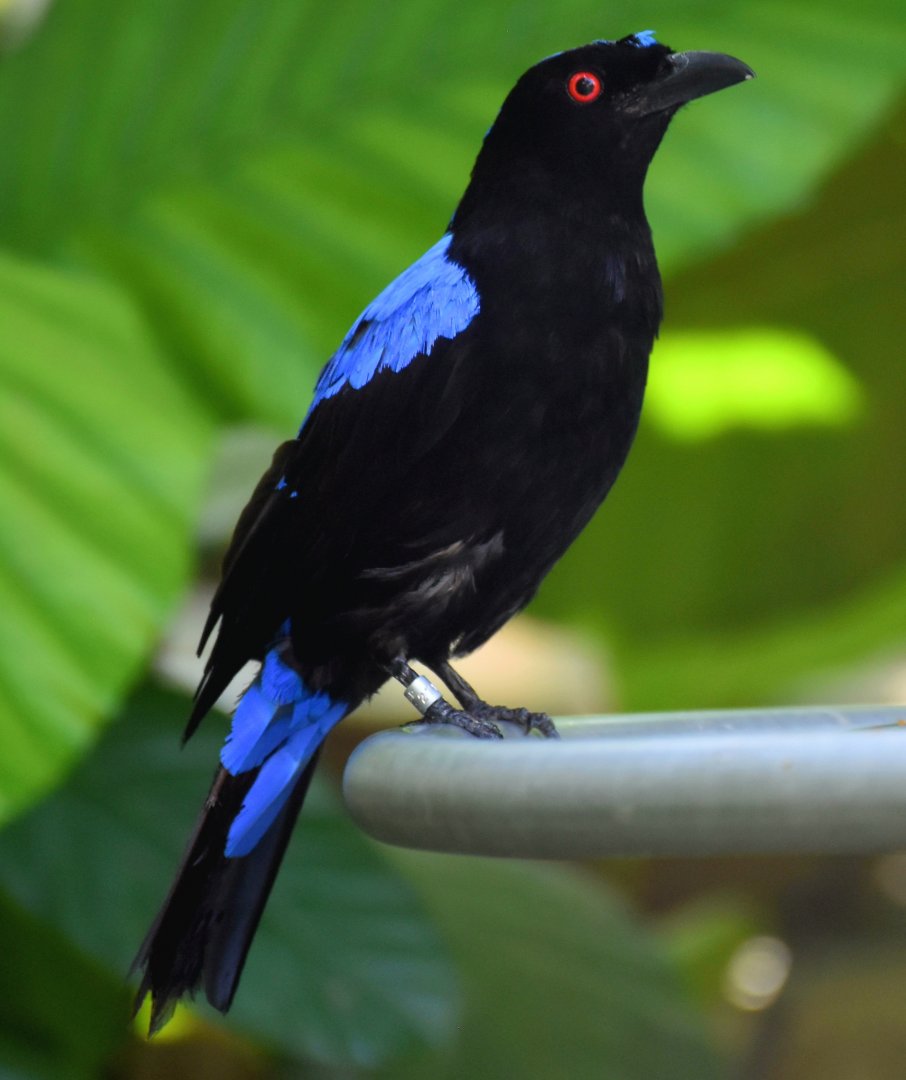 Asian Fairy-bluebird (Irena puella)