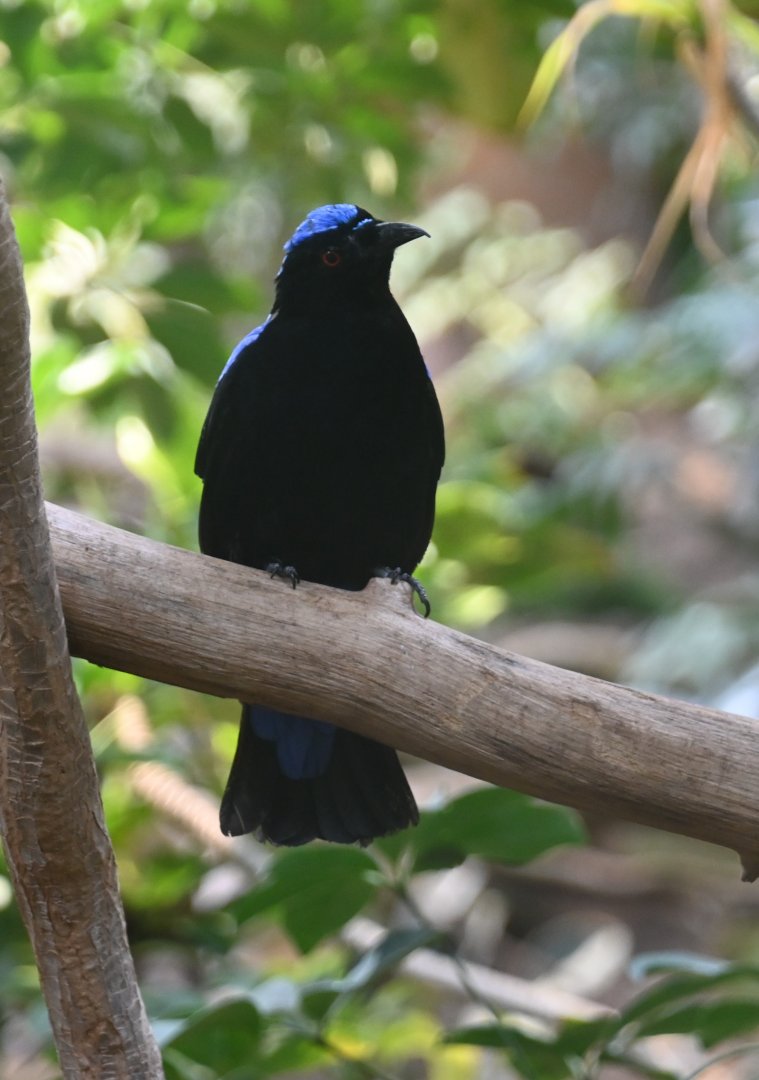 Asian fairy-bluebird (Irena puella)