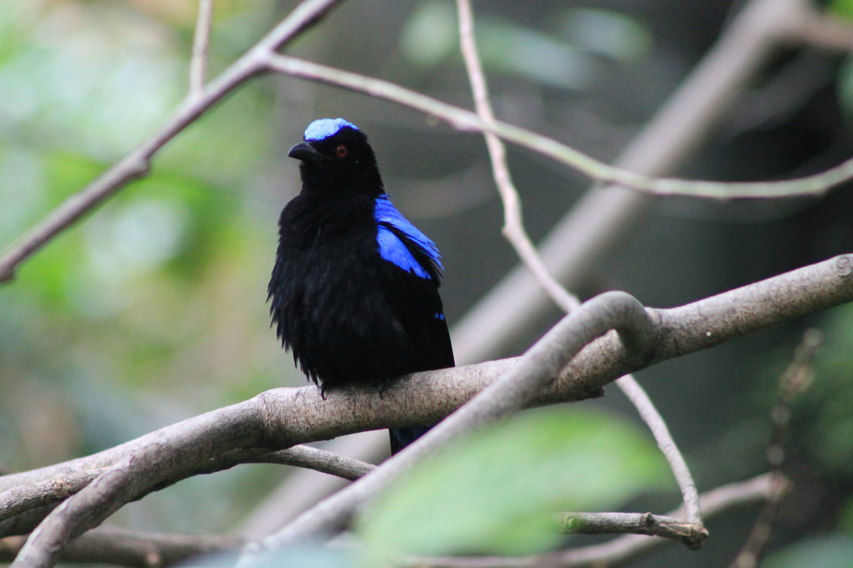 Asian Fairy Bluebird (Irena puella)