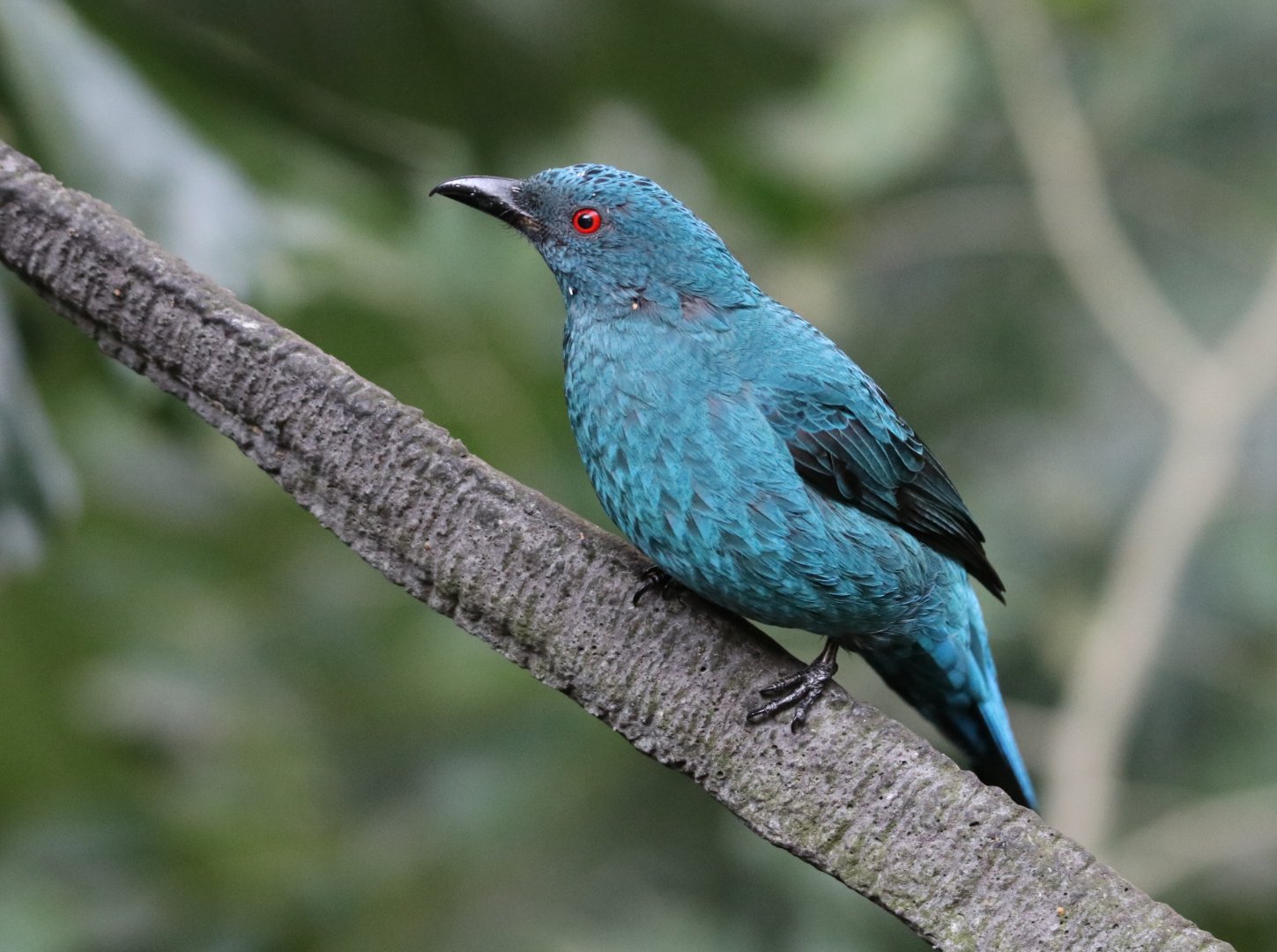 Asian Fairy-bluebird (Irena puella)