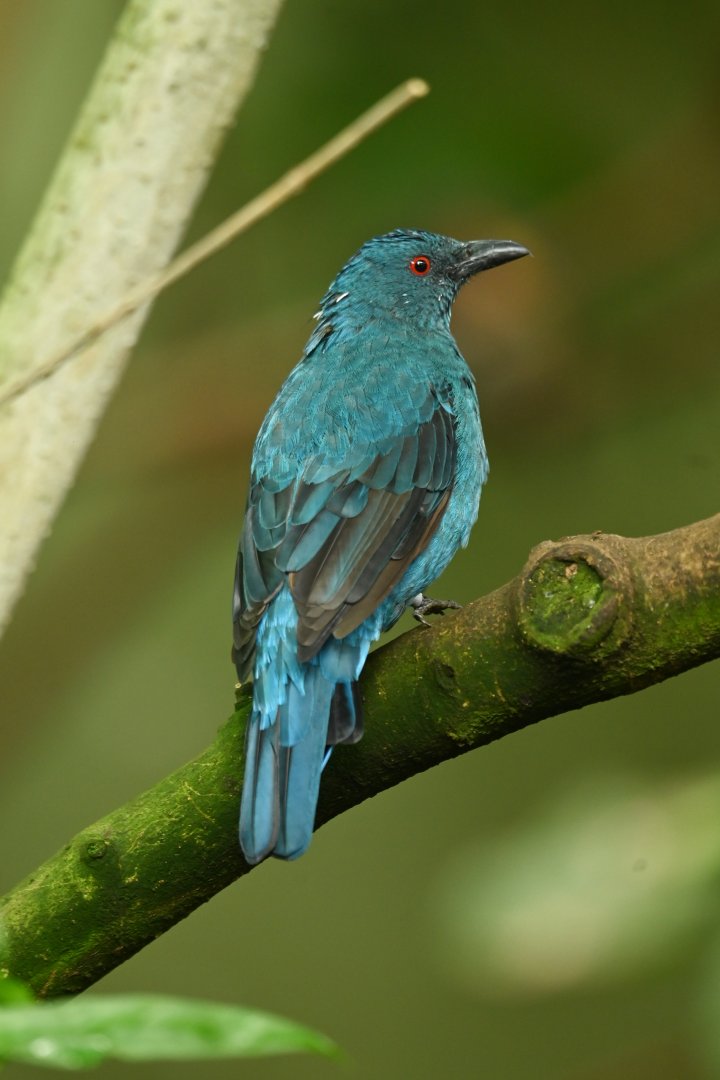 Asian Fairy-bluebird Irena puella