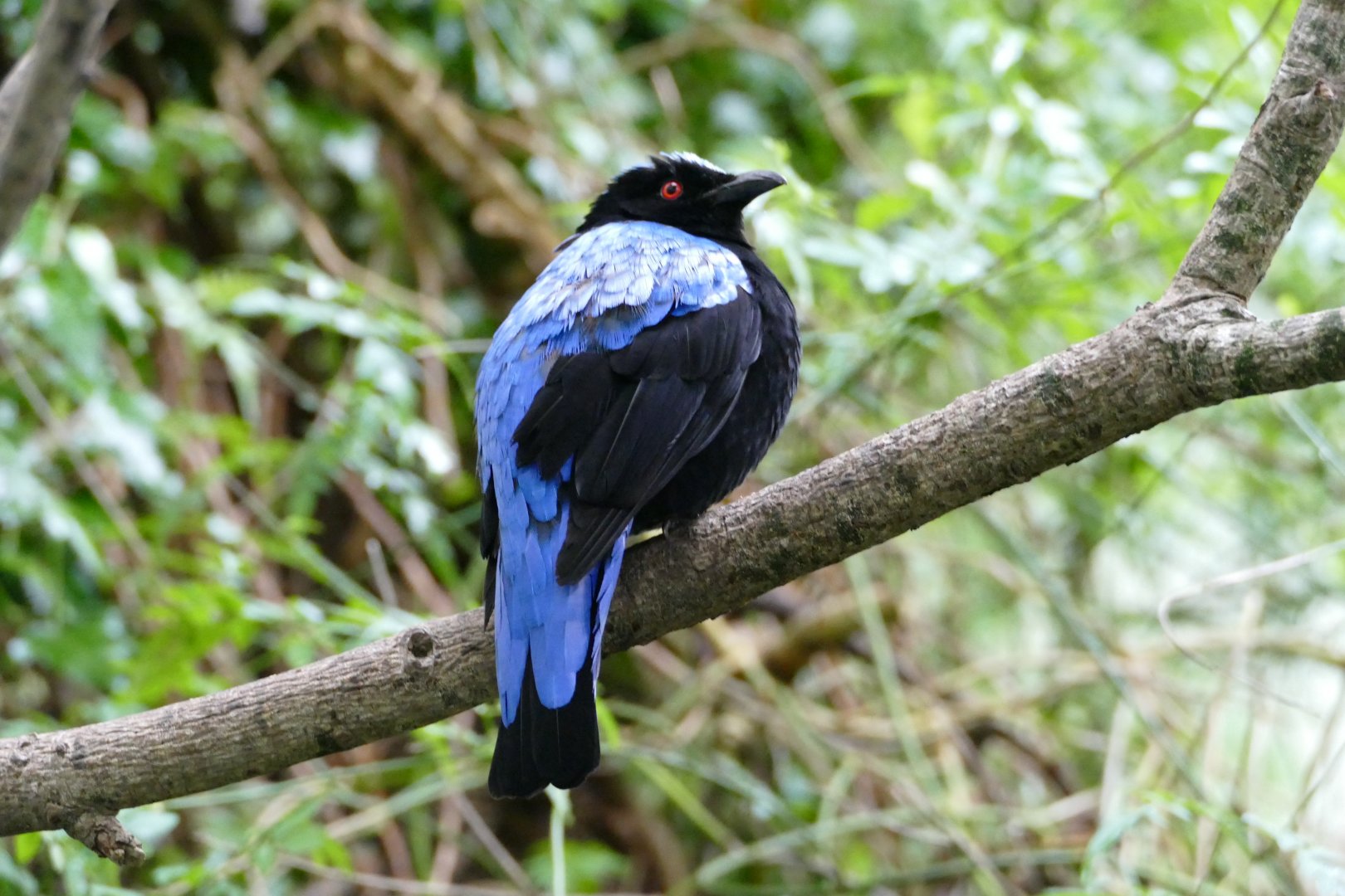Asian fairy-bluebird, June 2018