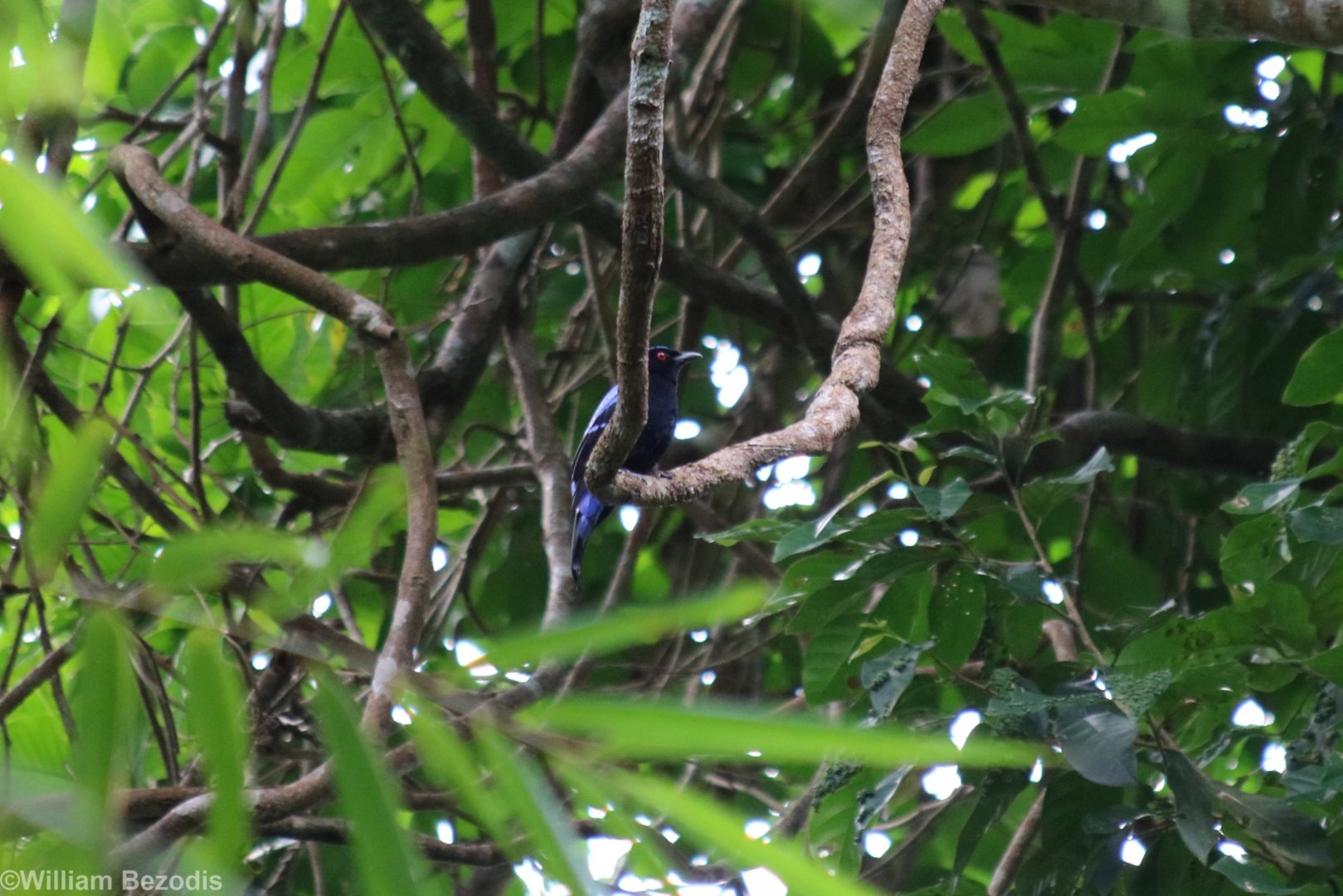 Asian Fairy-bluebird - Kaeng Krachan National Park
