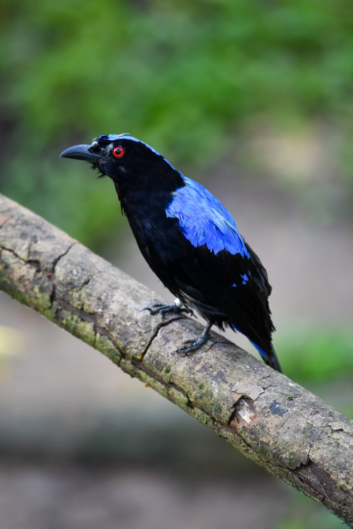 Asian Fairy Bluebird (Male)