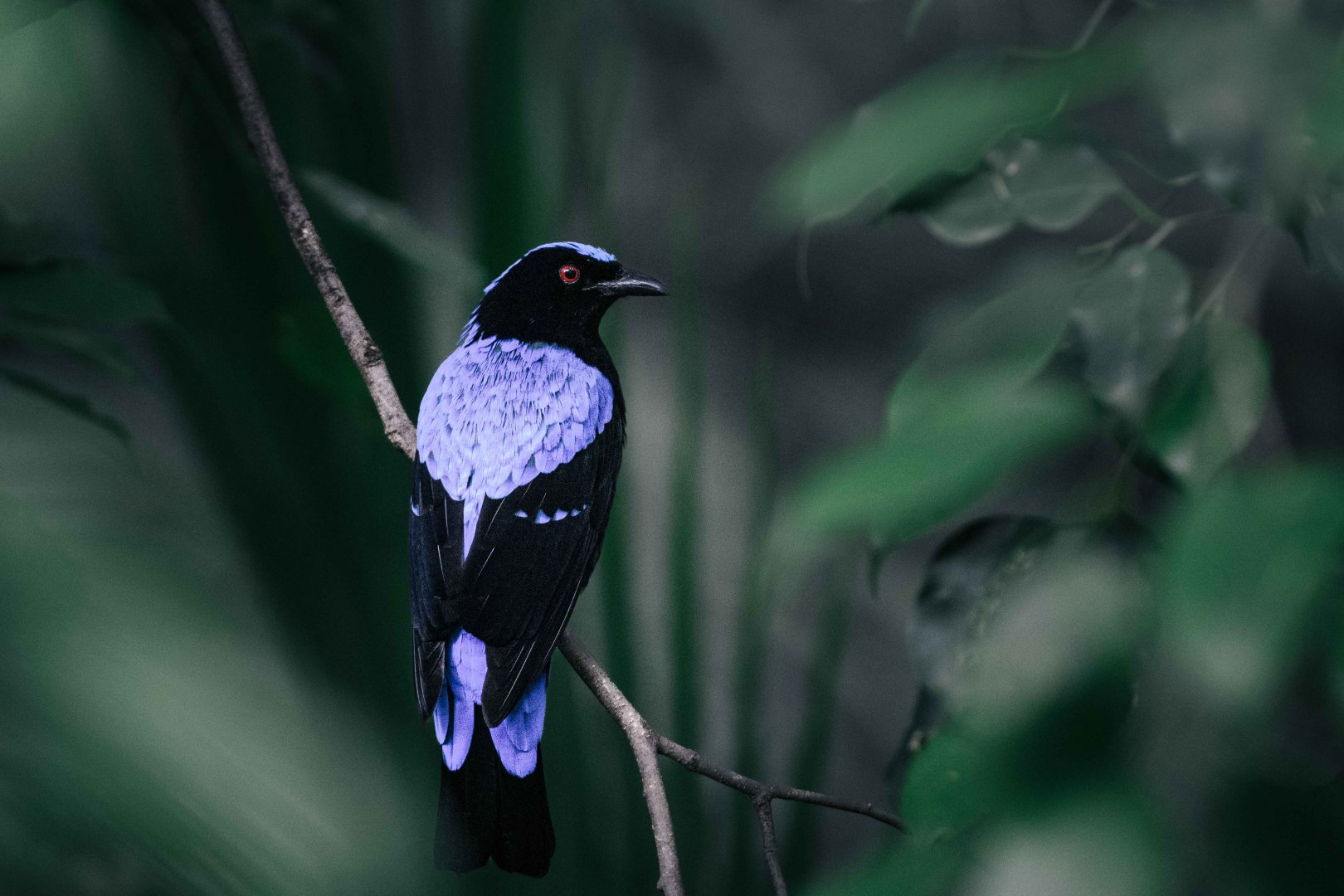 Asian Fairy Bluebird (Male)