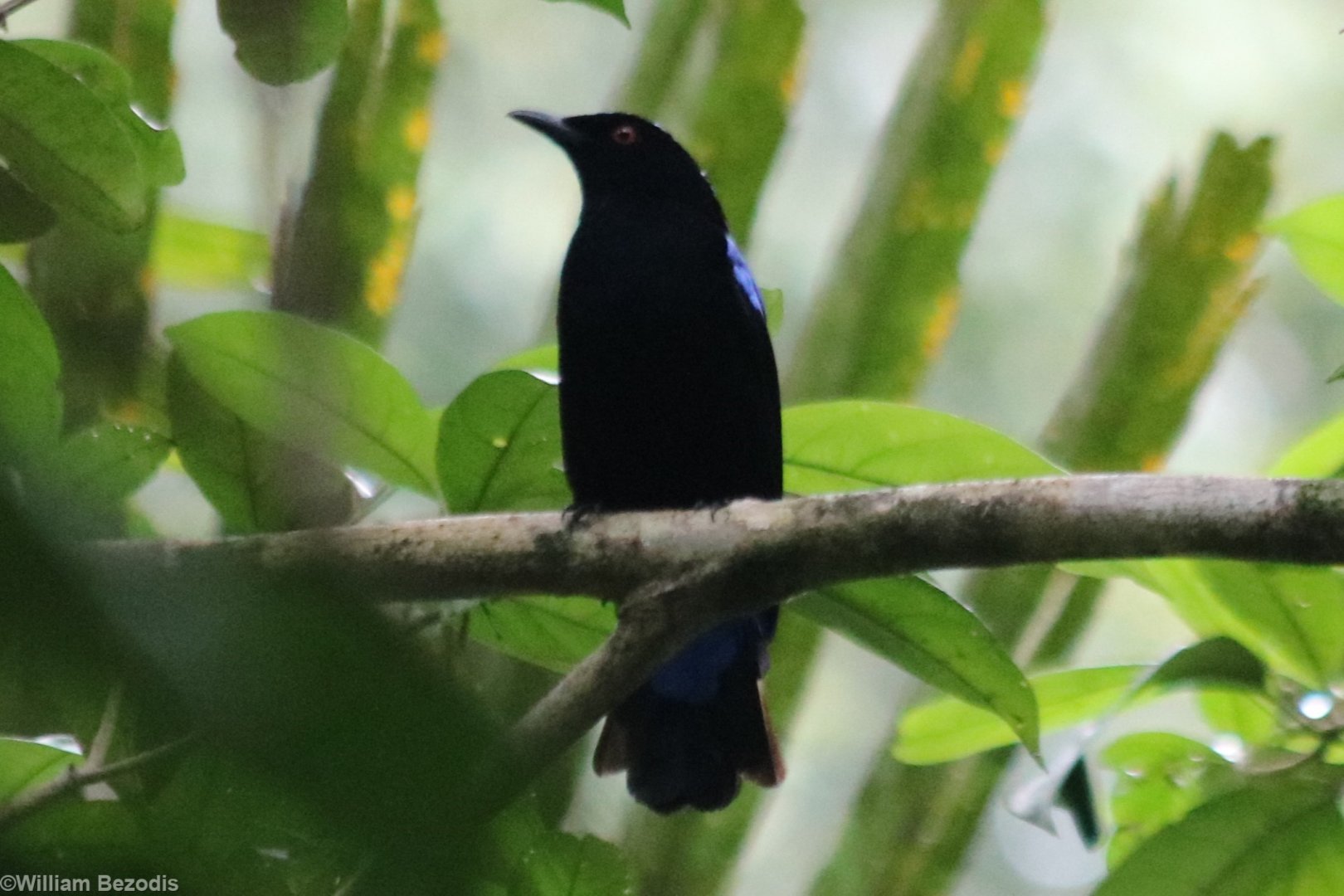 Asian Fairy-bluebird  - Siberut