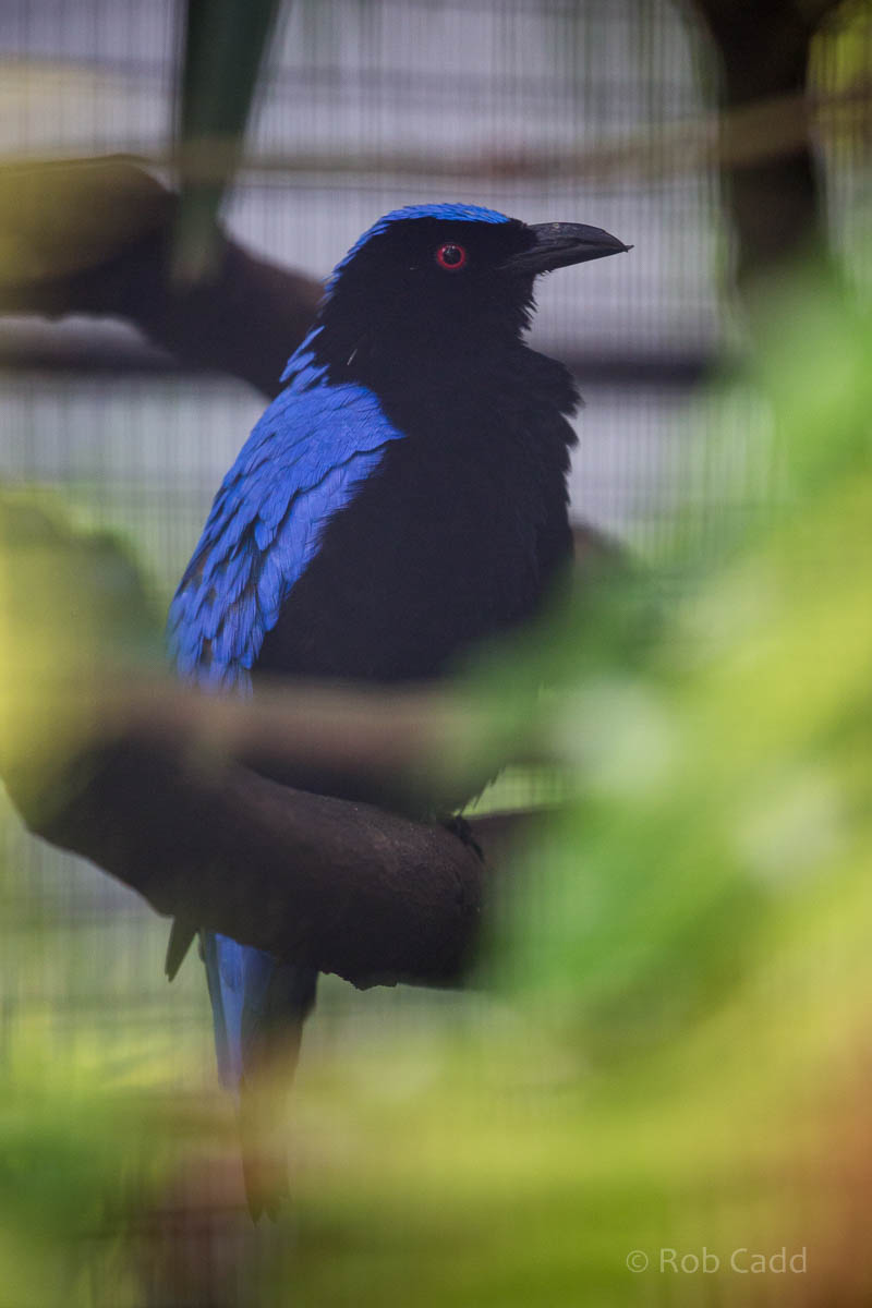 Asian fairy-bluebird : Waddesdon : 03 Oct 2015