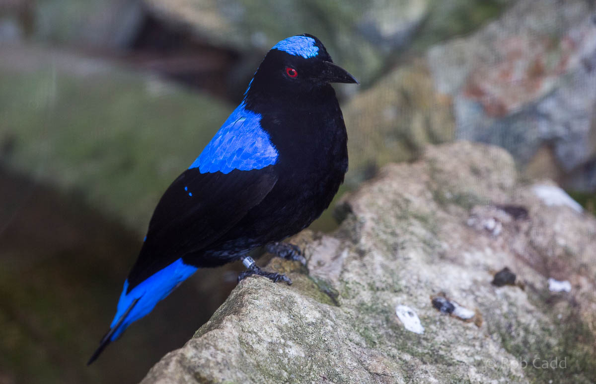 Asian Fairy-bluebird : Waddesdon : 09 Oct 2015