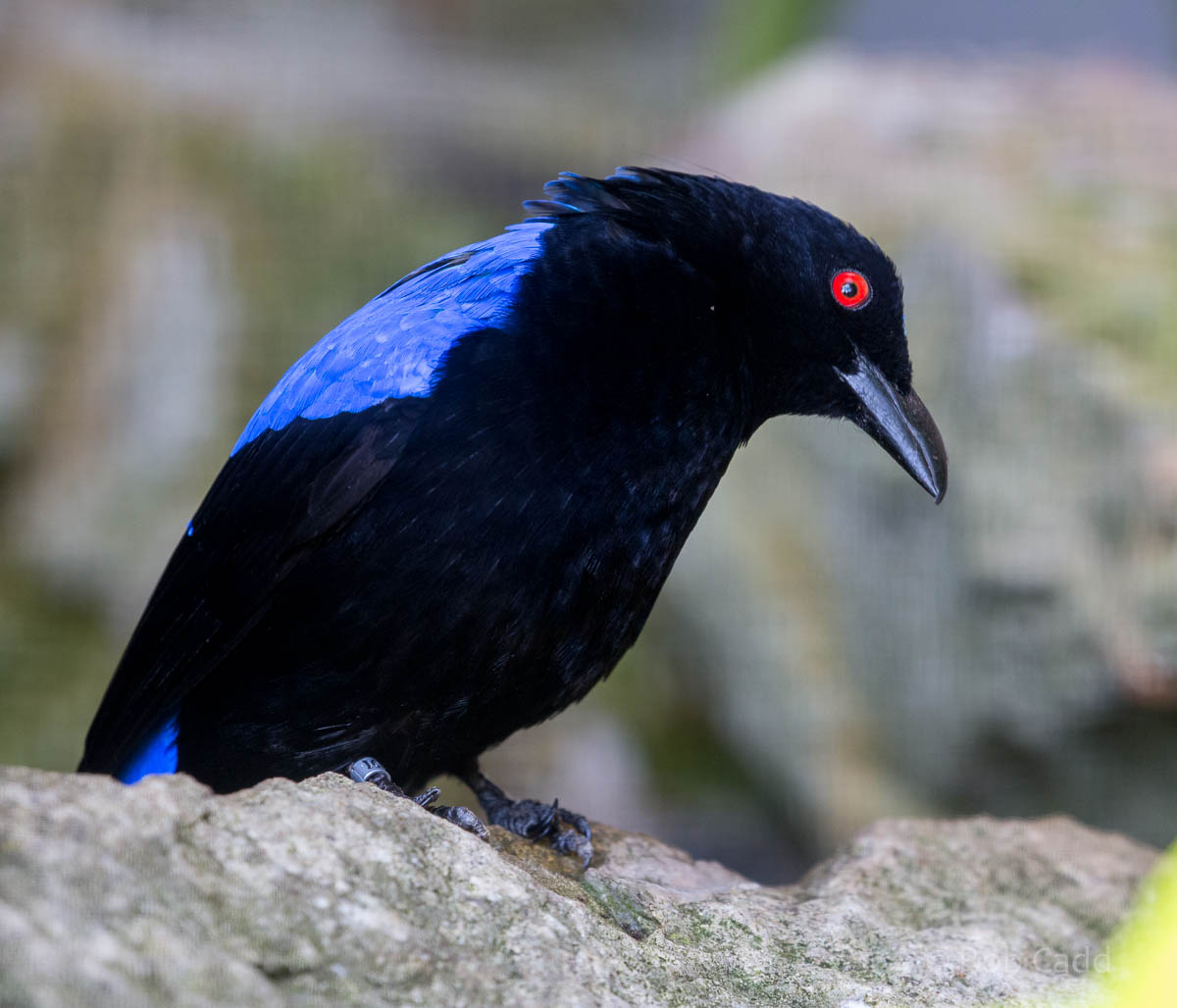Asian Fairy-bluebird : Waddesdon : 09 Oct 2015