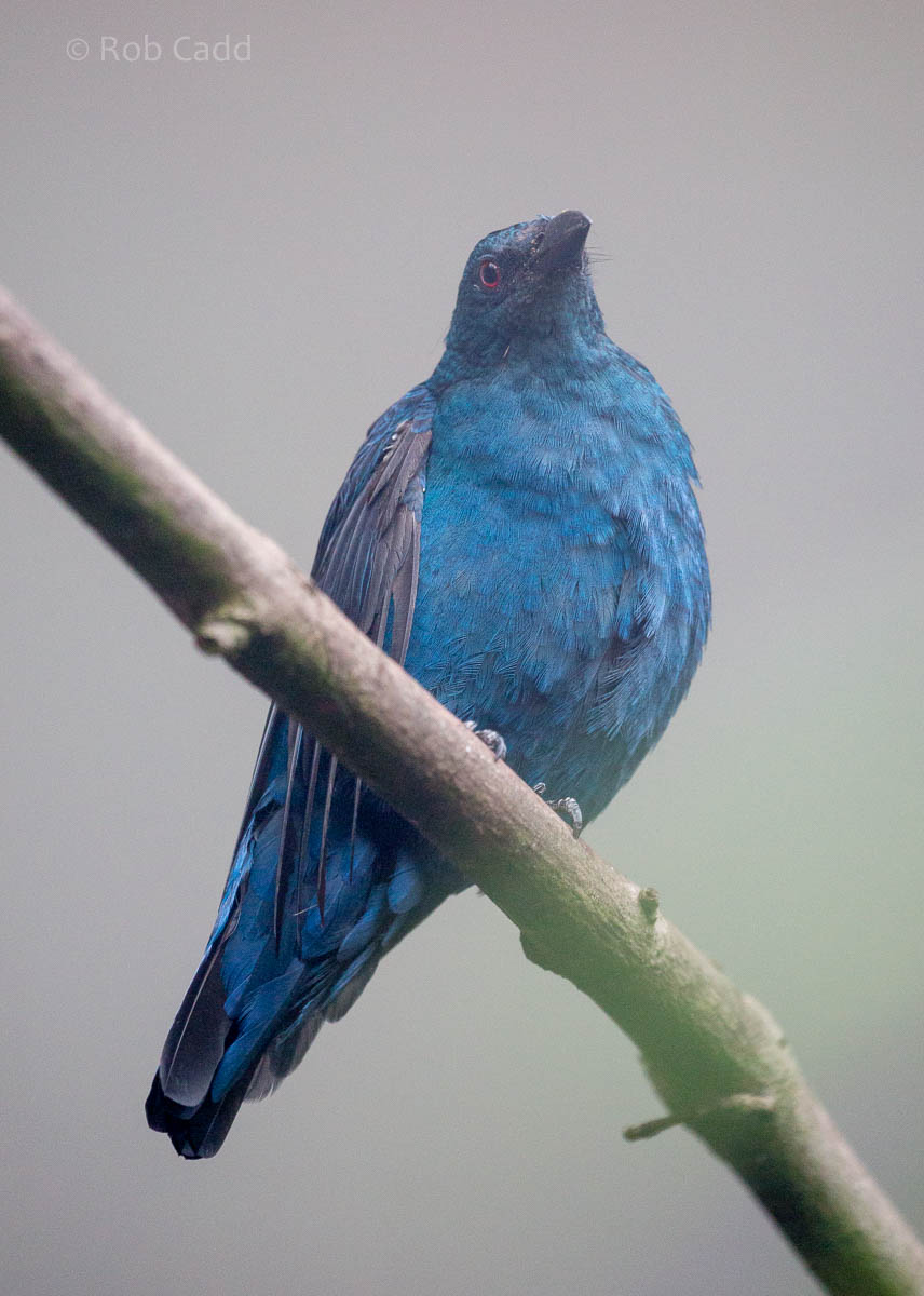 Asian Fairy-bluebird : Waddesdon : 09 Oct 2015