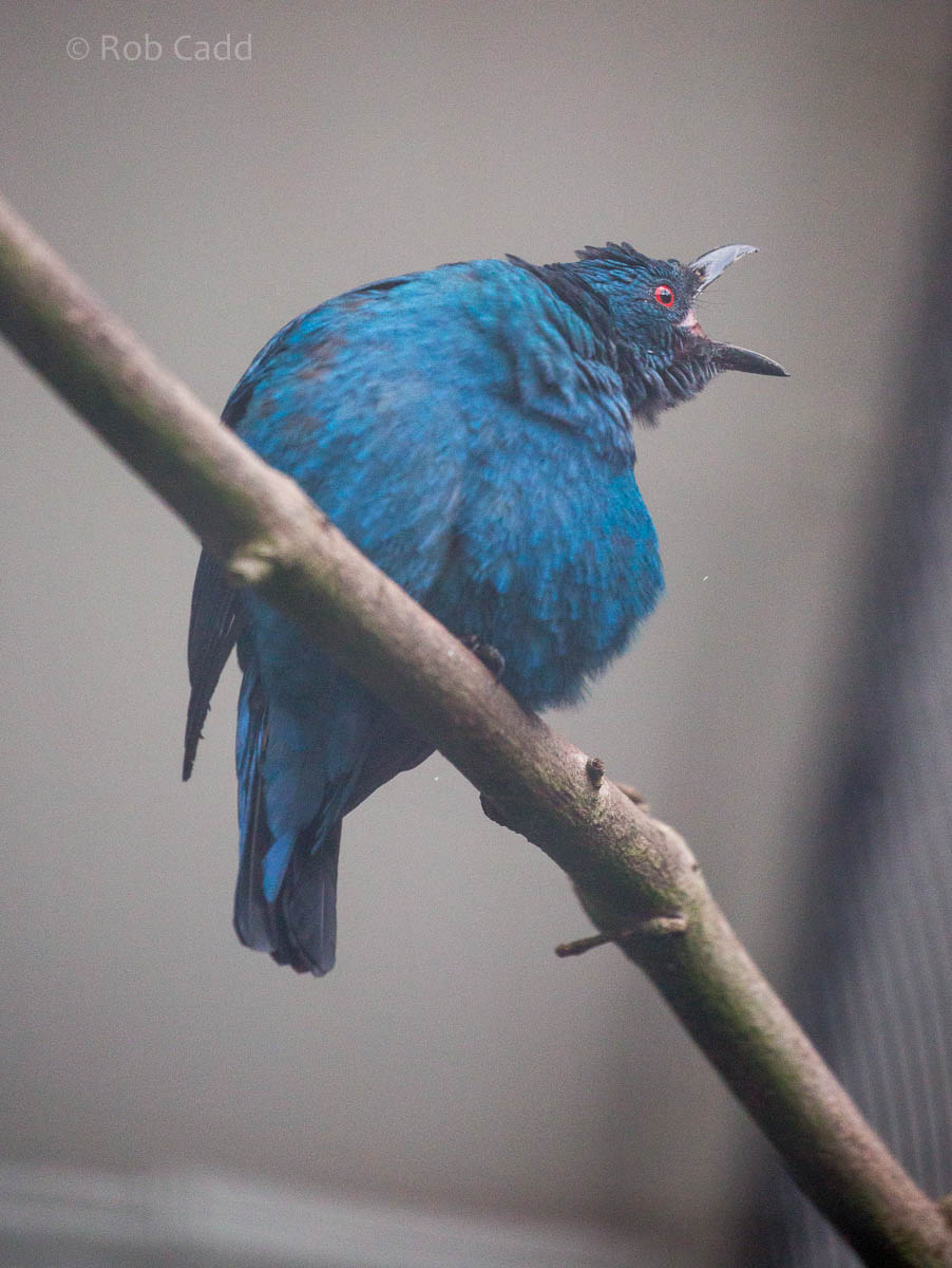 Asian Fairy-bluebird : Waddesdon : 09 Oct 2015