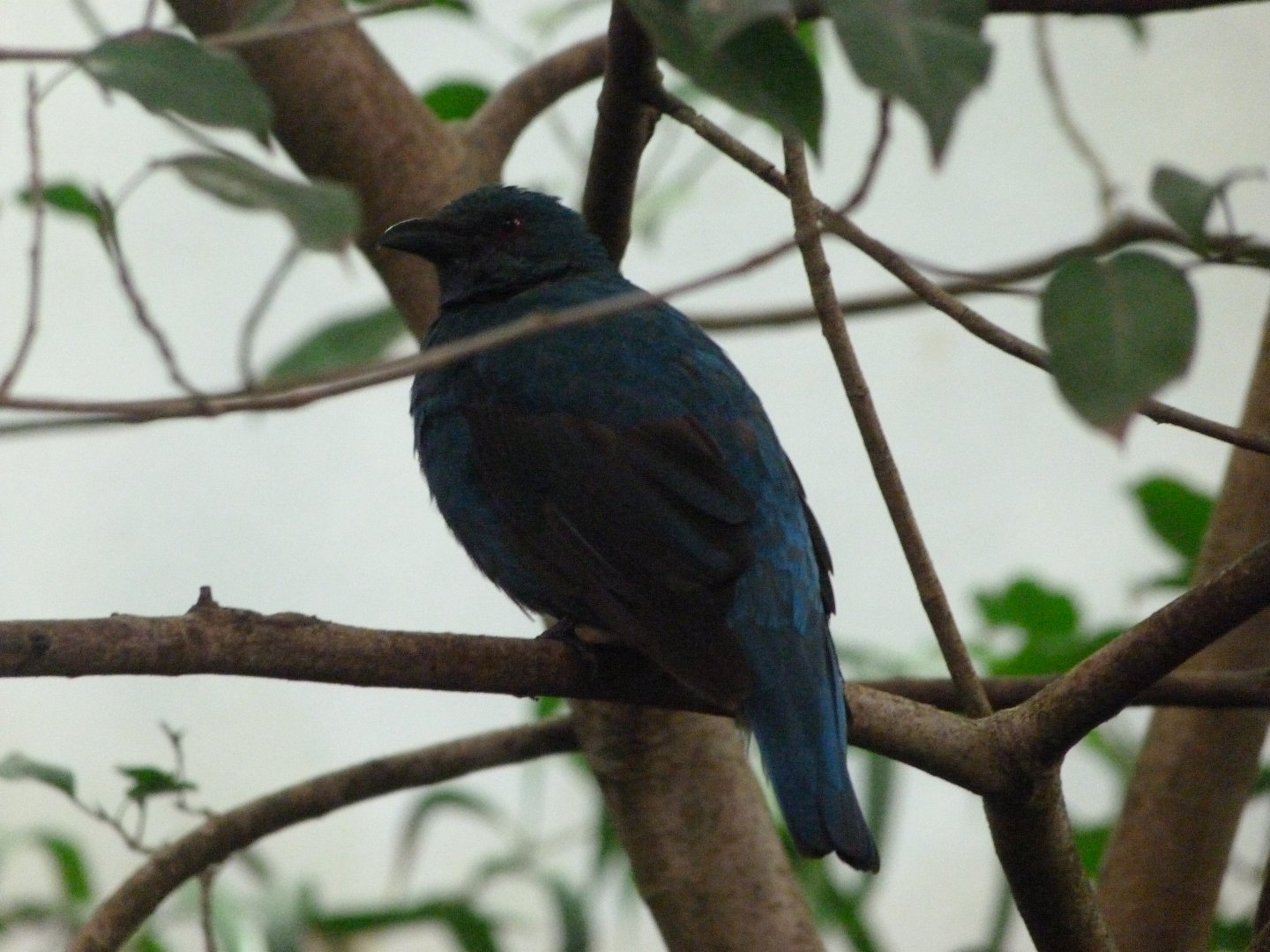 Asian fairy-bluebird -Zoo Praha (2025)