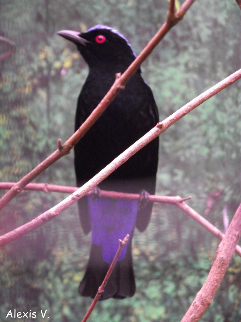 Asian Fairy-bluebird - Zooparc de Beauval - 02/2014