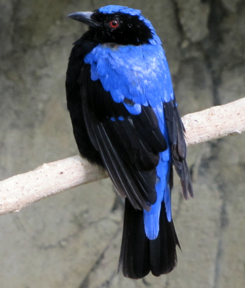 Asian Fairy Bluebird