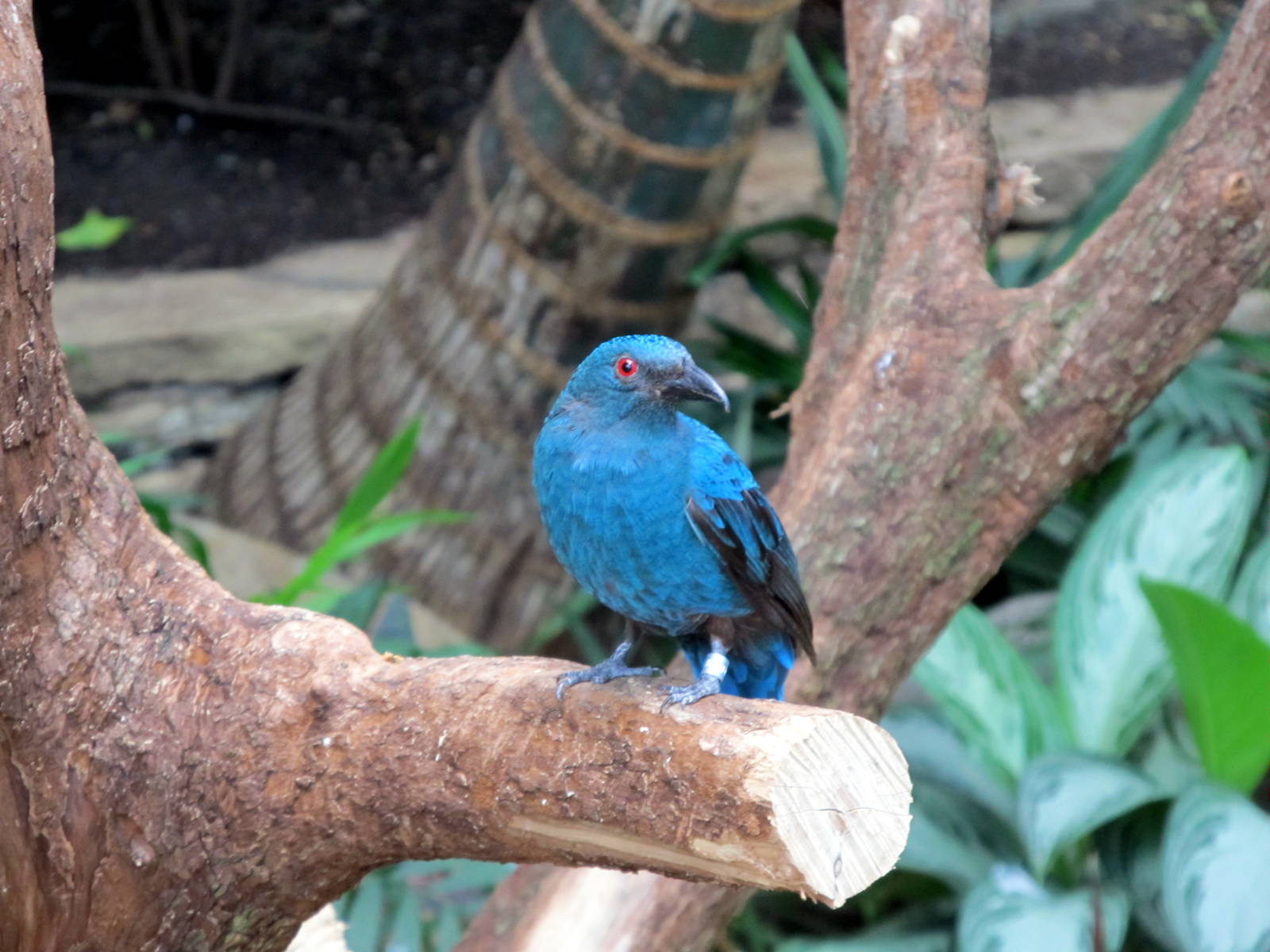 Asian Fairy-bluebird