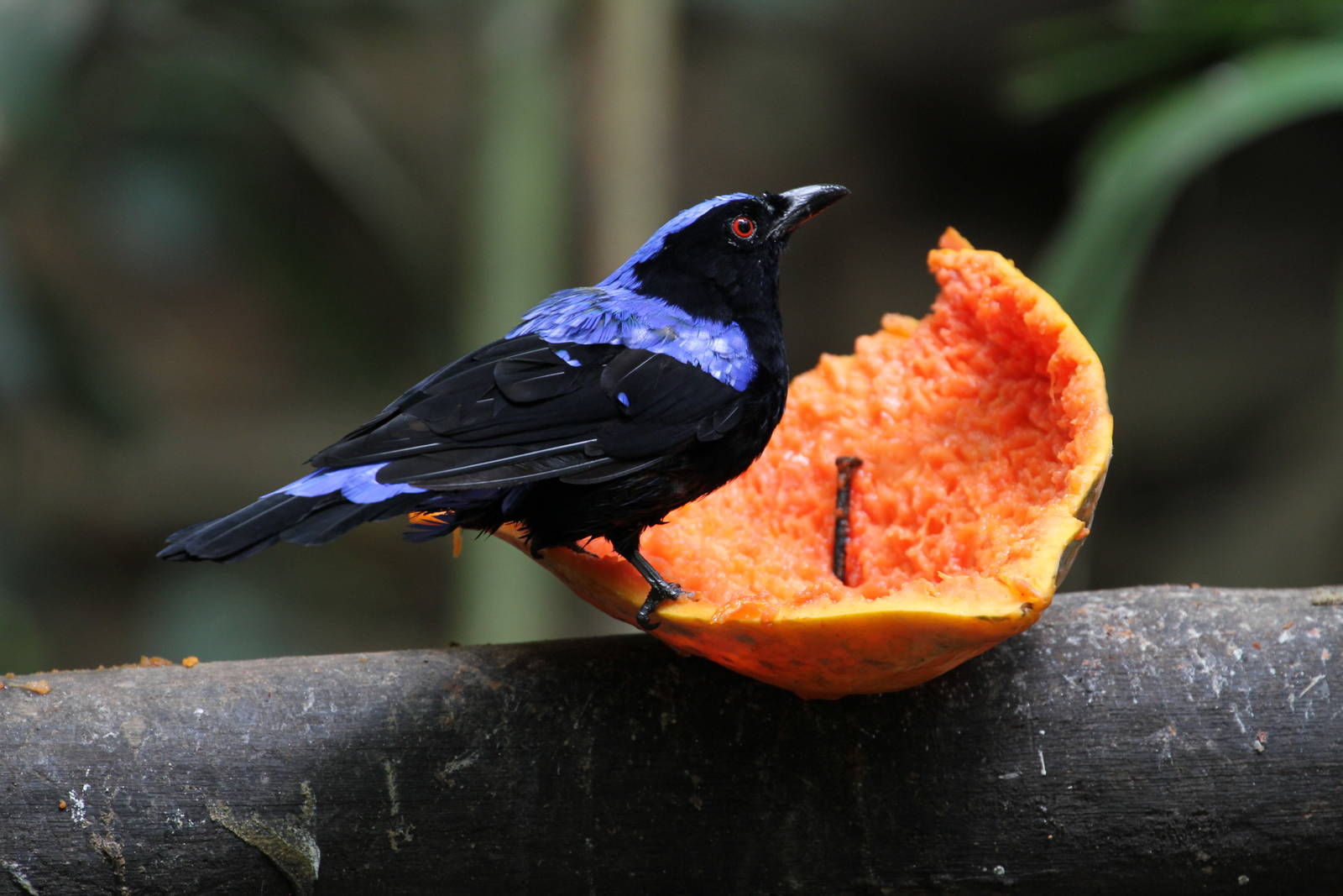 Asian Fairy Bluebird
