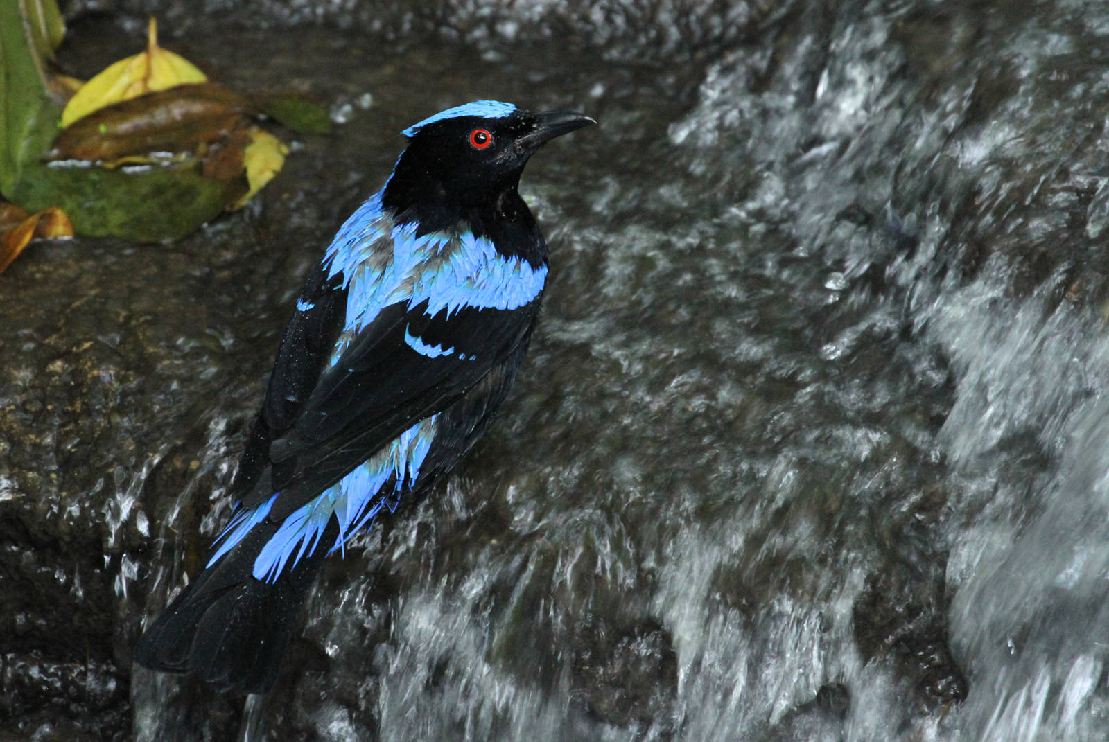 Asian Fairy Bluebird