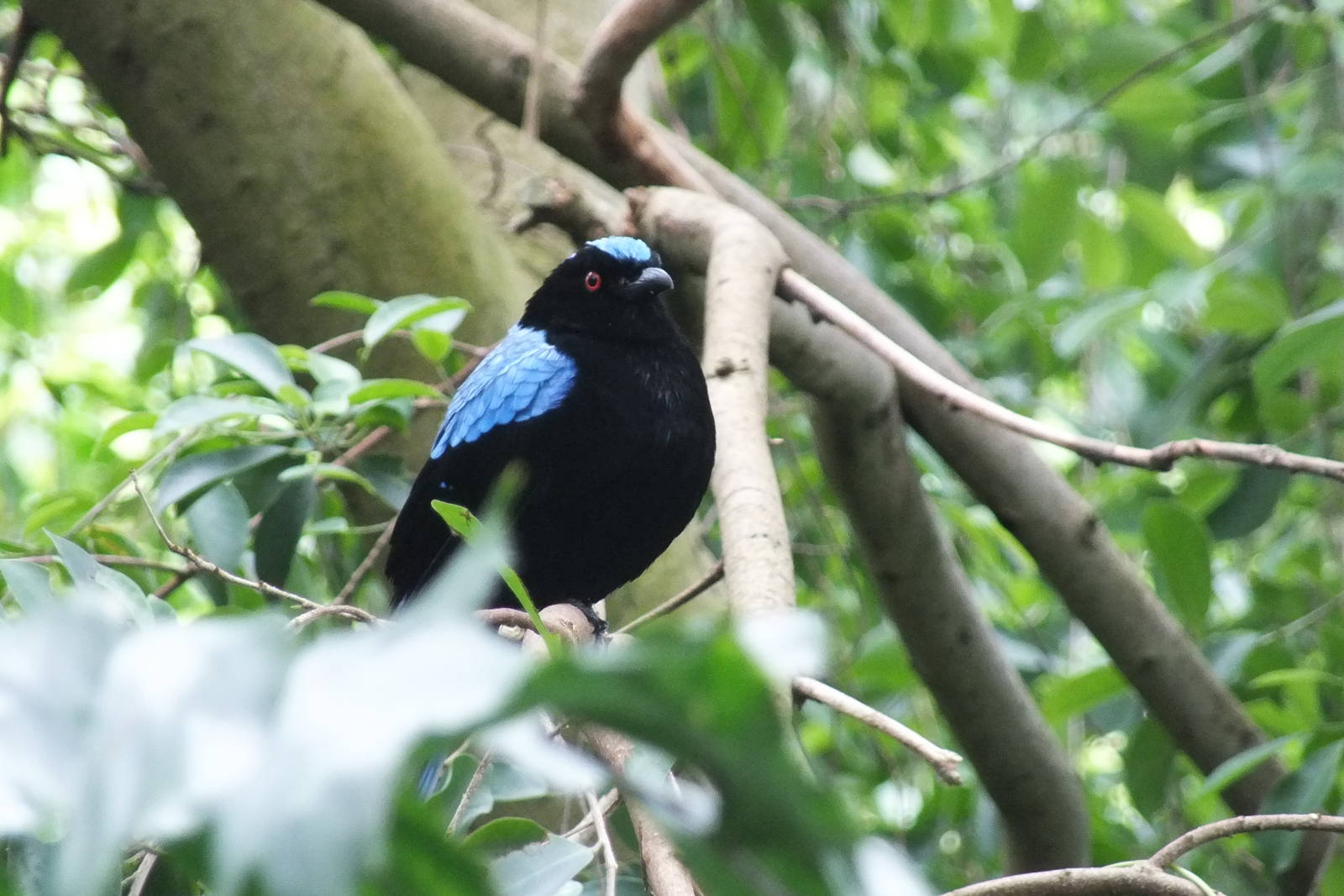 Asian Fairy-bluebird