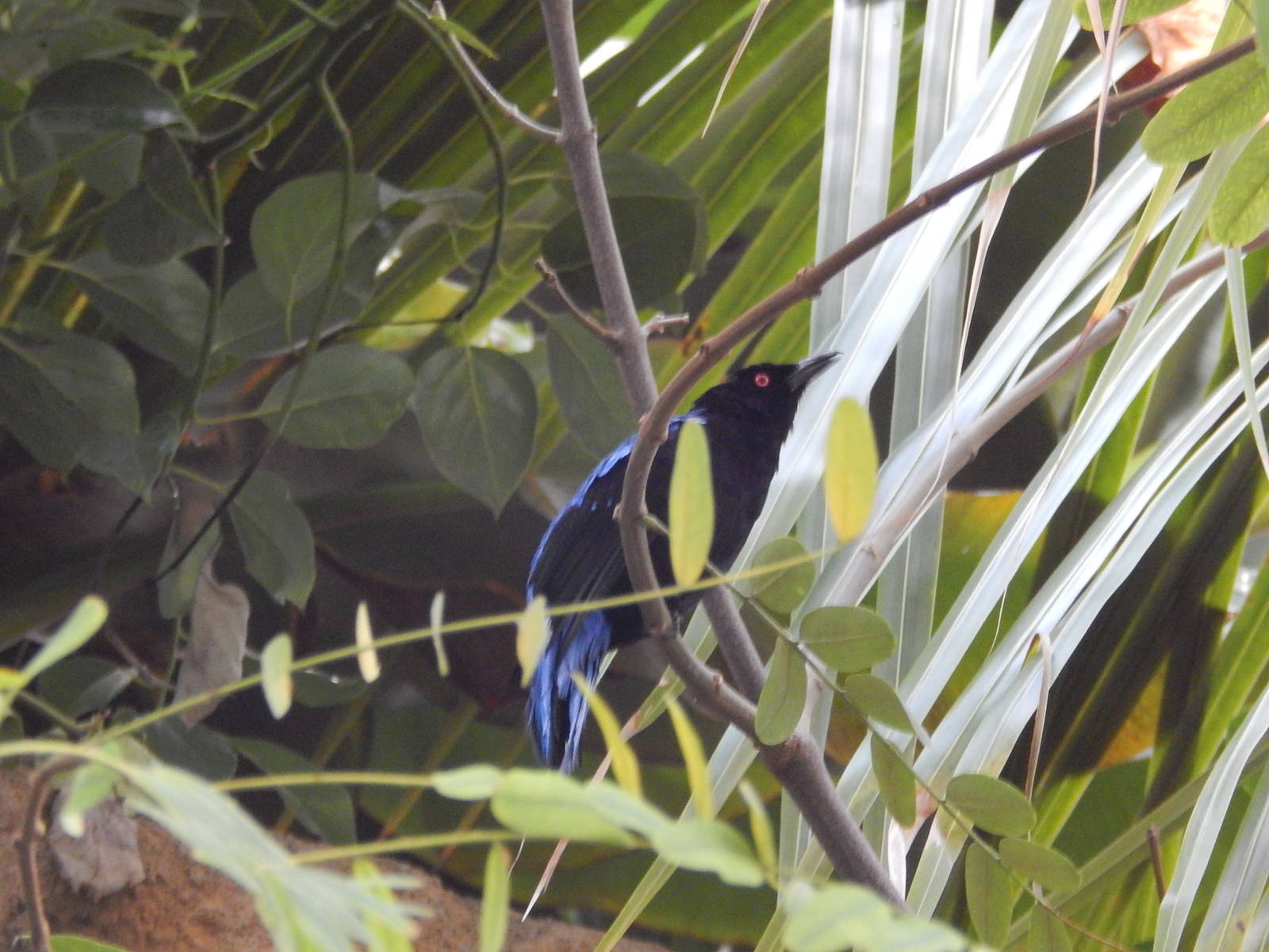Asian Fairy Bluebird