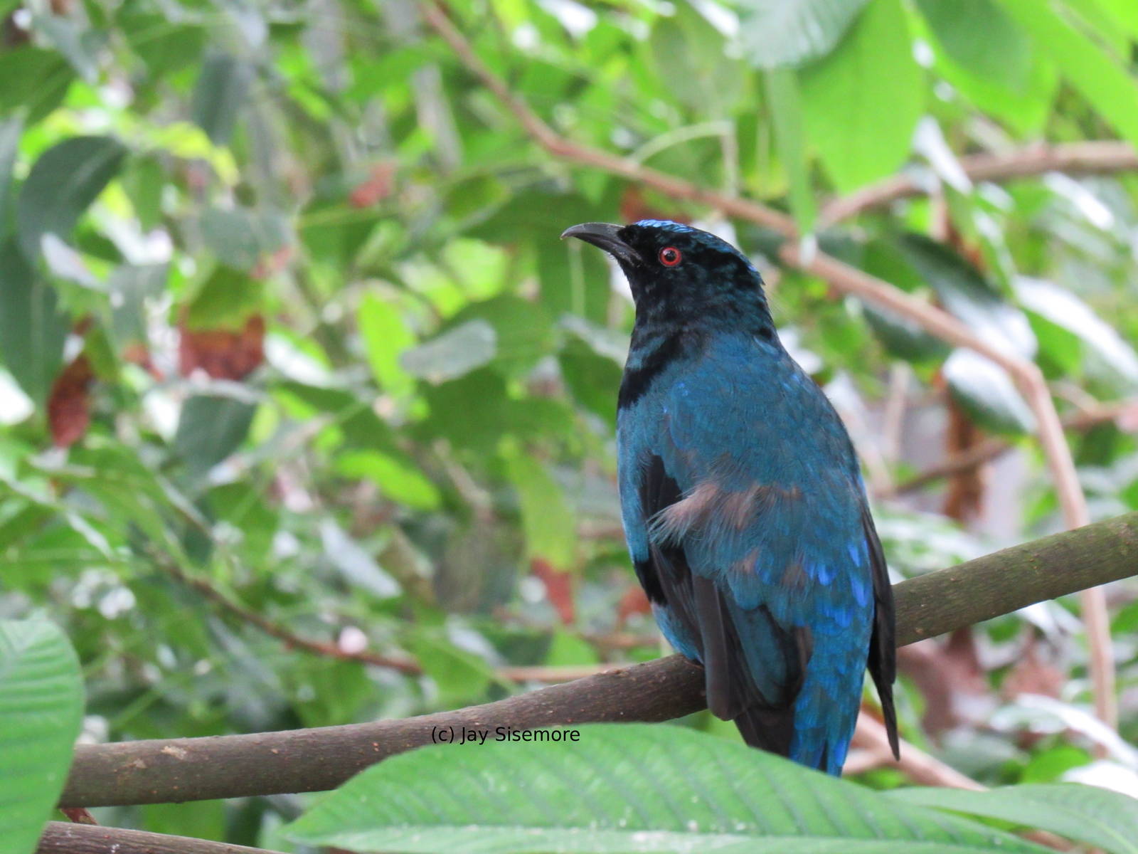 Asian Fairy Bluebird