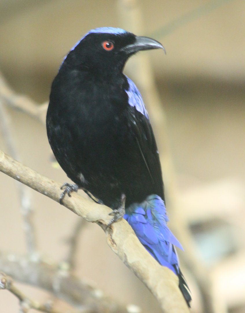 Asian fairy bluebird