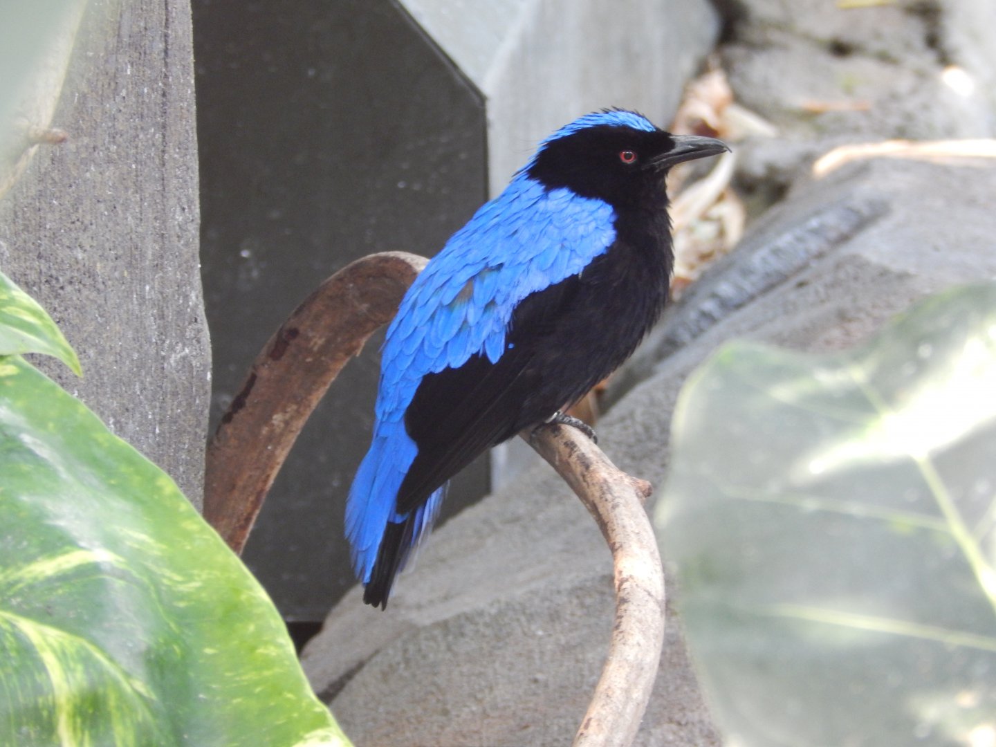 Asian Fairy Bluebird