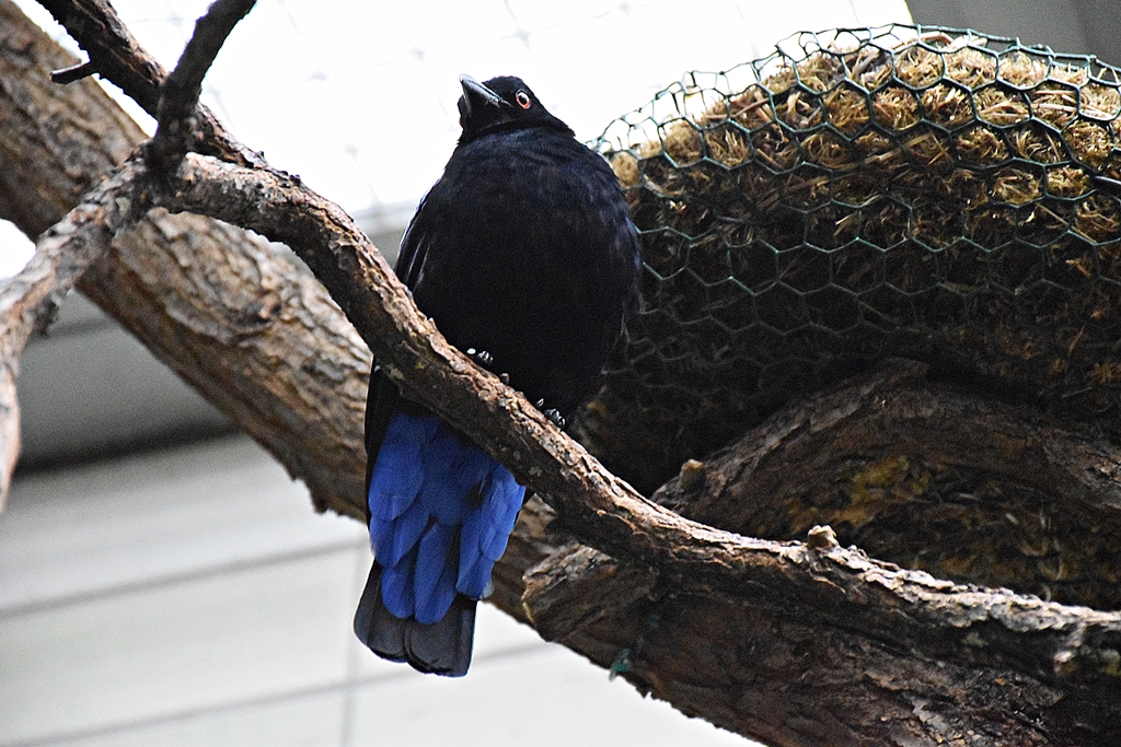 Asian fairy-bluebird