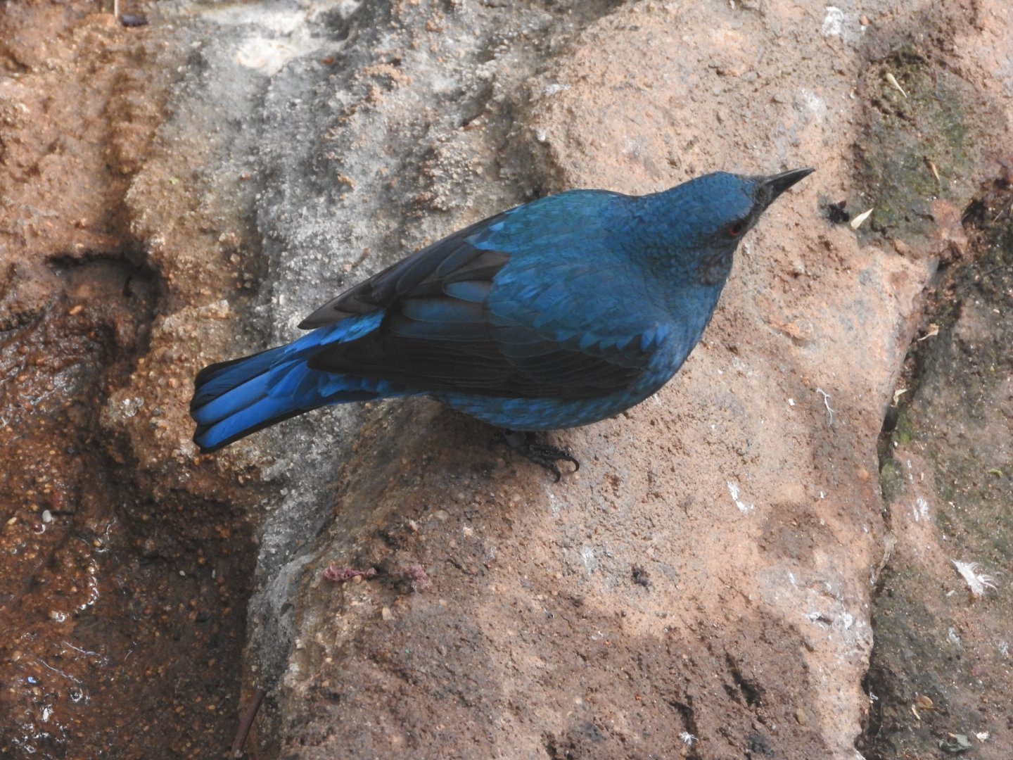 Asian Fairy Bluebird