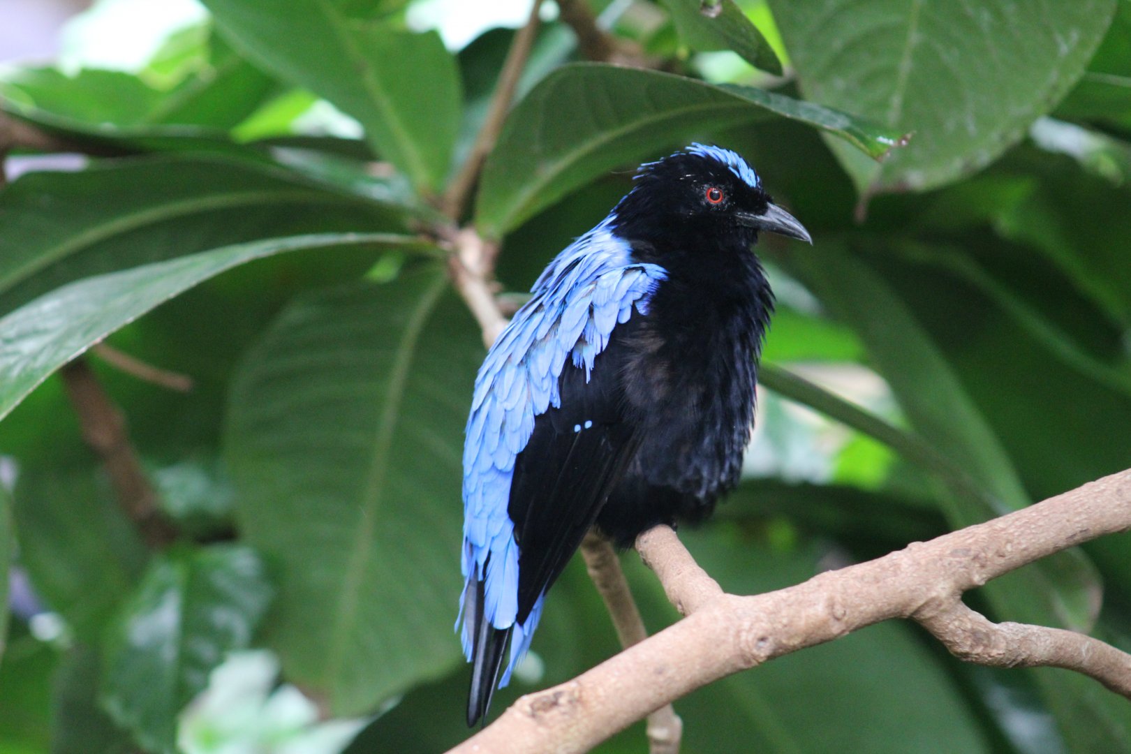 Asian Fairy-Bluebird