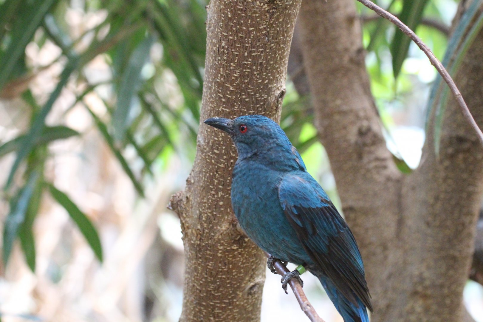 Asian Fairy-bluebird