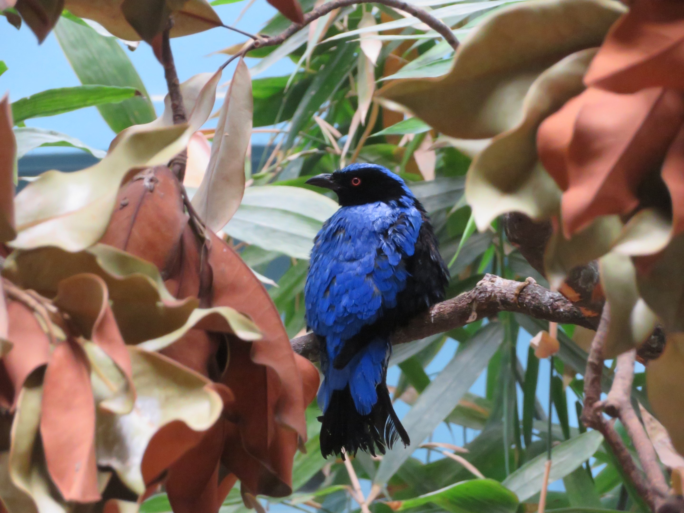 Asian Fairy Bluebird