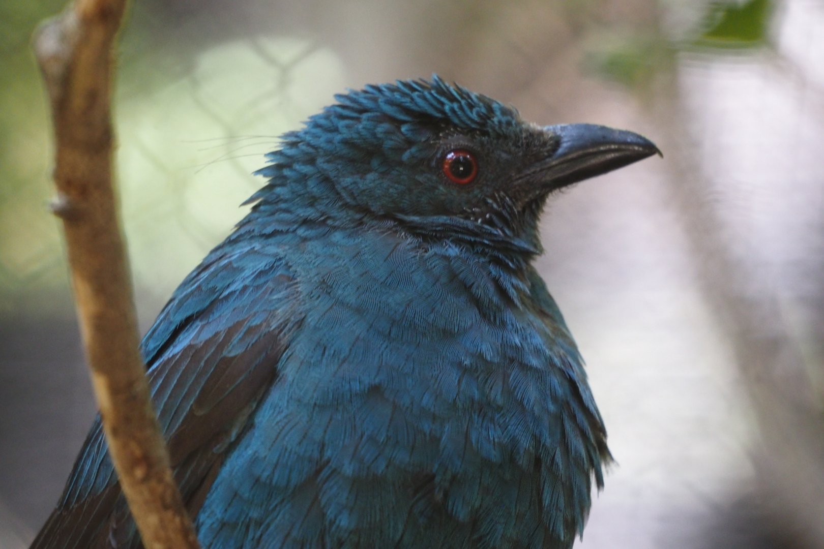 Asian fairy bluebird