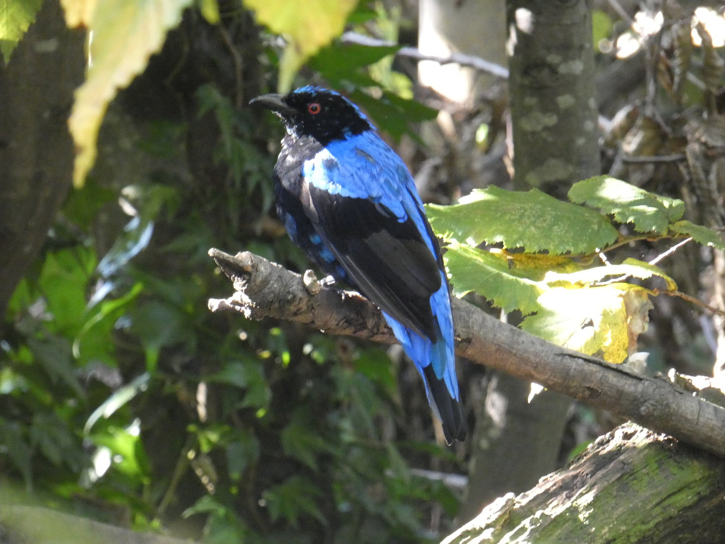 Asian fairy bluebird