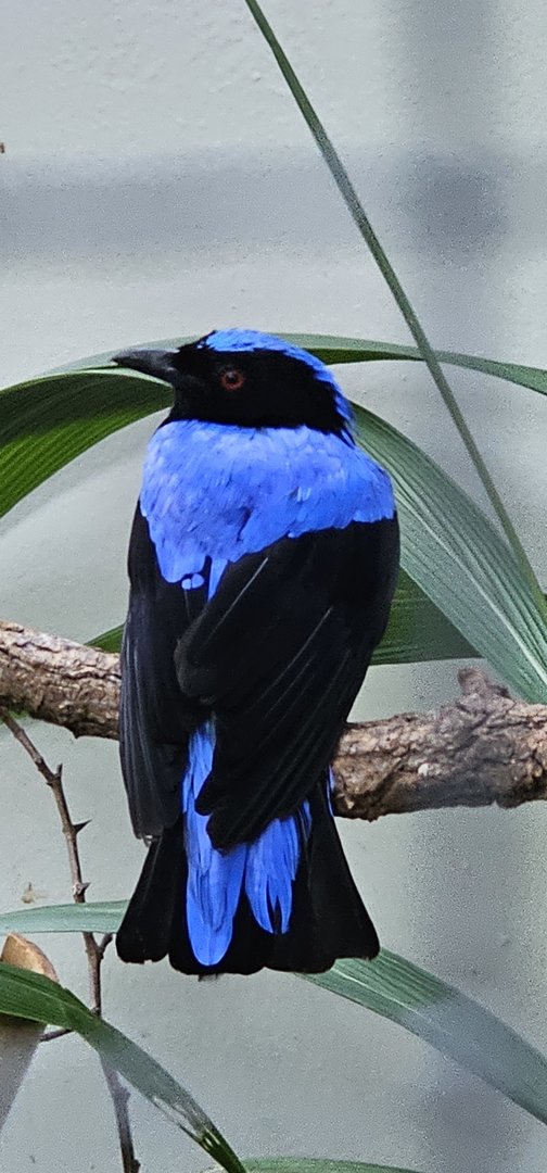 Asian fairy bluebird
