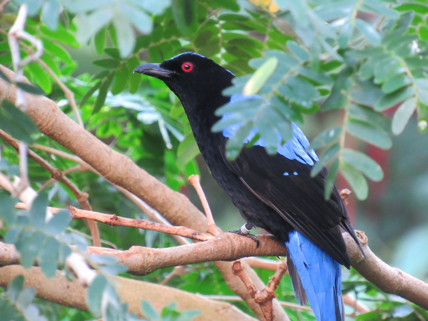 Asian fairy bluebird