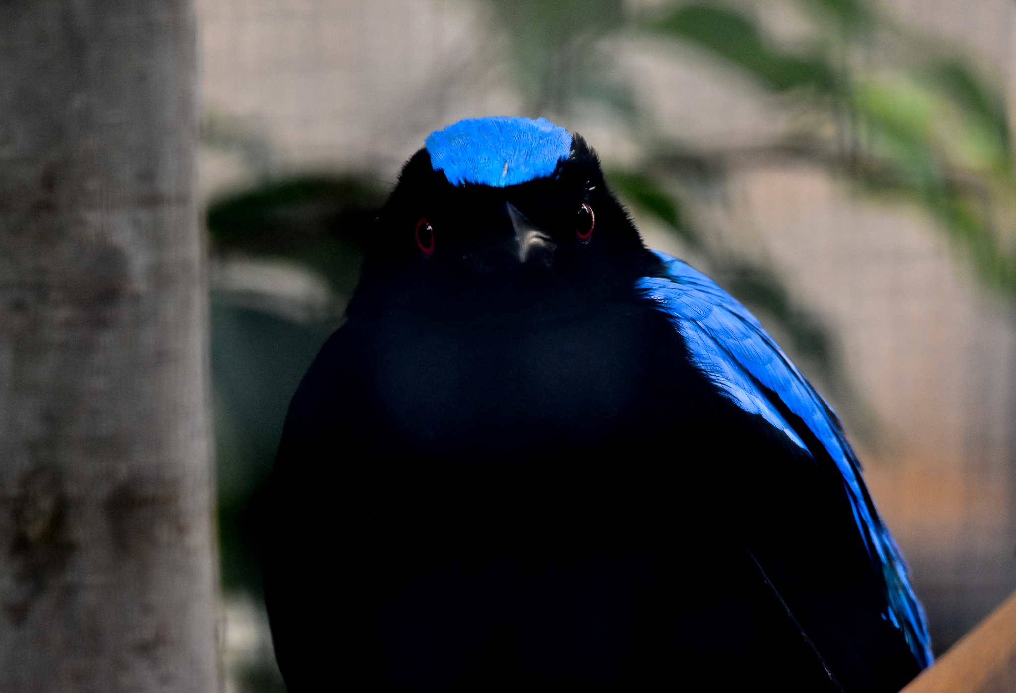 Asian Fairy Bluebird