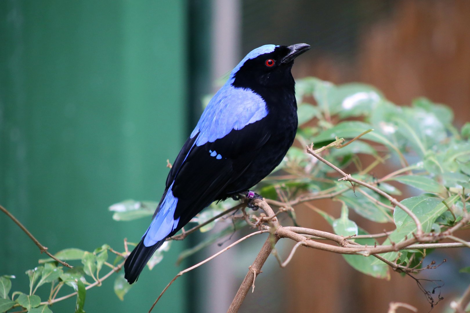 Asian Fairy-bluebird