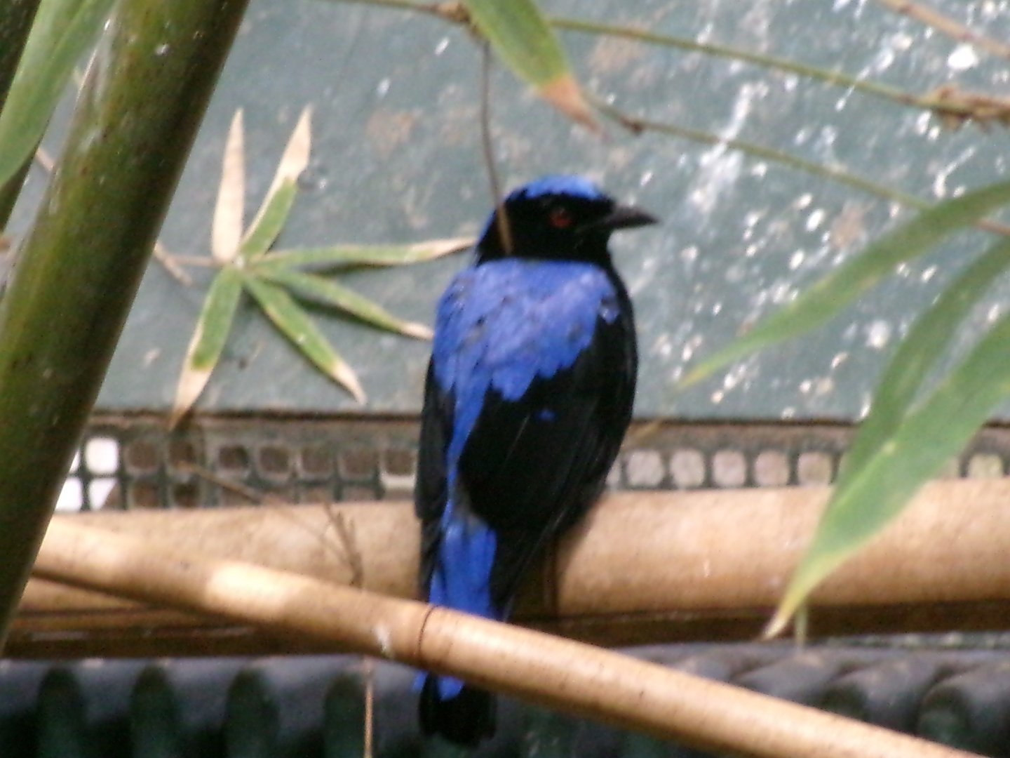 Asian fairy-bluebird