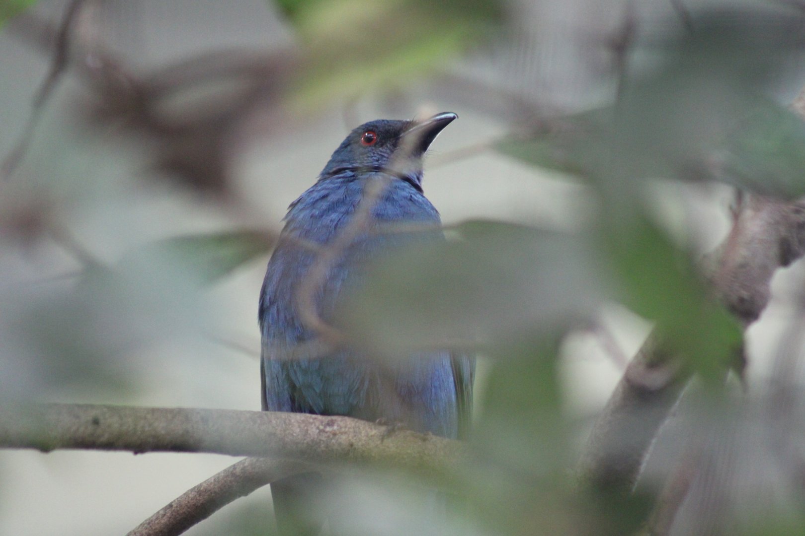 Asian Fairy Bluebird